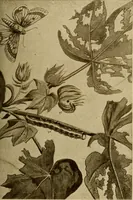 An illustration from Cotton, its cultivation, marketing, manufacture, and the problems of the cotton world (1906)