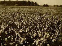 An illustration from Cotton, its cultivation, marketing, manufacture, and the problems of the cotton world (1906)
