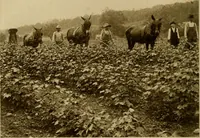 An illustration from Cotton, its cultivation, marketing, manufacture, and the problems of the cotton world (1906)