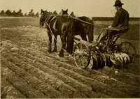 An illustration from Cotton, its cultivation, marketing, manufacture, and the problems of the cotton world (1906)