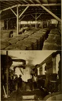 An illustration from Cotton, its cultivation, marketing, manufacture, and the problems of the cotton world (1906)