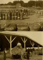 An illustration from Cotton, its cultivation, marketing, manufacture, and the problems of the cotton world (1906)