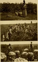 An illustration from Cotton, its cultivation, marketing, manufacture, and the problems of the cotton world (1906)