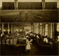 An illustration from Cotton, its cultivation, marketing, manufacture, and the problems of the cotton world (1906)