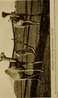 An illustration from Cotton, its cultivation, marketing, manufacture, and the problems of the cotton world (1906)