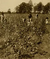 An illustration from Cotton, its cultivation, marketing, manufacture, and the problems of the cotton world (1906)