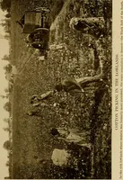 An illustration from Cotton, its cultivation, marketing, manufacture, and the problems of the cotton world (1906)
