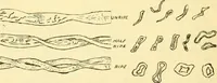 An illustration from A cotton manual for manufacturers and students (1905)