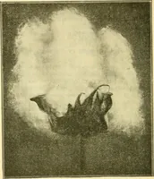 An illustration from A cotton manual for manufacturers and students (1905)
