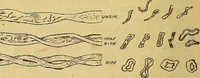 An illustration from A cotton manual for manufacturers and students (1905)