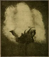 Picture 3 of 14 from A cotton manual for manufacturers and students (1905), leaf 41