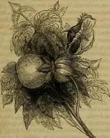 An illustration from History of the cotton manufacture in Great Britain : with a notice of its early history in the East, and in all the quarters of the globe : a description of the great mechanical inventions, which have caused its unexampled extension in Britain, and a view of the present state of the manufacture and the condition of the classes engaged in its several departments (1835)