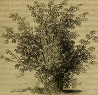 An illustration from History of the cotton manufacture in Great Britain : with a notice of its early history in the East, and in all the quarters of the globe : a description of the great mechanical inventions, which have caused its unexampled extension in Britain, and a view of the present state of the manufacture and the condition of the classes engaged in its several departments (1835)