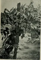 An illustration from Cotton mill, commercial features. A text-book for the use of textile schools and investors (1899)