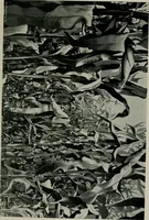 An illustration from Cotton mill, commercial features. A text-book for the use of textile schools and investors (1899)