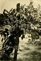 An illustration from Cotton mill, commercial features : a text-book for the use of textile schools and investors (1899)
