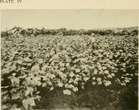 An illustration from Cotton and other vegetable fibres : their production and utilisation (1917)