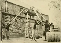 Picture 8 of 23 from Cotton and other vegetable fibres : their production and utilisation (1917), leaf 113