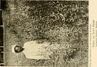 An illustration from Cotton and other vegetable fibres : their production and utilisation (1917)