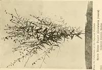 An illustration from Cotton and other vegetable fibres : their production and utilisation (1917)