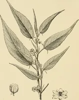 An illustration from Cotton and other vegetable fibres : their production and utilisation (1917)