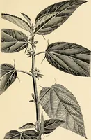 An illustration from Cotton and other vegetable fibres : their production and utilisation (1917)