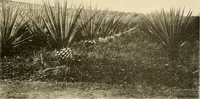 An illustration from Cotton and other vegetable fibres : their production and utilisation (1917)