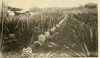 An illustration from Cotton and other vegetable fibres : their production and utilisation (1917)