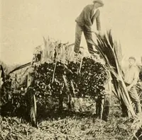 An illustration from Cotton and other vegetable fibres : their production and utilisation (1917)