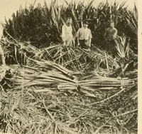 An illustration from Cotton and other vegetable fibres : their production and utilisation (1917)