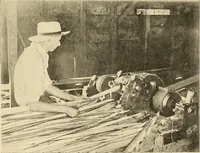 An illustration from Cotton and other vegetable fibres : their production and utilisation (1917)