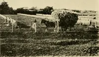 An illustration from Cotton and other vegetable fibres : their production and utilisation (1917)