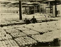 An illustration from Cotton and other vegetable fibres : their production and utilisation (1917)