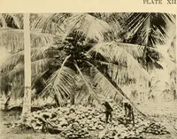 An illustration from Cotton and other vegetable fibres : their production and utilisation (1917)