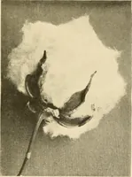 An illustration from Cotton and other vegetable fibres : their production and utilisation (1917)
