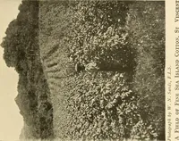An illustration from Cotton and other vegetable fibres : their production and utilisation (1917)
