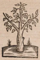 An illustration from The country-mans new art of planting and graffing: directing the best way to make any ground good for a rich orchard: with the manner how to plant and graffe all sorts of trees, to set and sow curnels; as also the remedies and medicines concerning the same; with divers other new experiments: (1651)