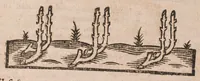 An illustration from The country-mans new art of planting and graffing: directing the best way to make any ground good for a rich orchard: with the manner how to plant and graffe all sorts of trees, to set and sow curnels; as also the remedies and medicines concerning the same; with divers other new experiments: (1651)
