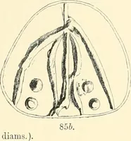 An illustration from Cretan pictographs and prae-Phoenician script. With an account of a sepulchral deposit at Hagios Onuphrios near Phaestos in its relation primitive Cretan and Aegean culture (1895)