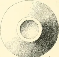 An illustration from Cretan pictographs and prae-Phoenician script. With an account of a sepulchral deposit at Hagios Onuphrios near Phaestos in its relation primitive Cretan and Aegean culture (1895)
