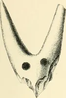 An illustration from Cretan pictographs and prae-Phoenician script. With an account of a sepulchral deposit at Hagios Onuphrios near Phaestos in its relation primitive Cretan and Aegean culture (1895)