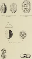An illustration from Cretan pictographs and prae-Phoenician script : with an account of a sepulchral deposit at Hagios Onuphrios near Phaestos in its relation to primitive Cretan and Aegean culture (1895)