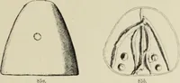 An illustration from Cretan pictographs and prae-Phoenician script : with an account of a sepulchral deposit at Hagios Onuphrios near Phaestos in its relation to primitive Cretan and Aegean culture (1895)