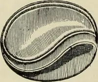 An illustration from Cretan pictographs and prae-Phoenician script : with an account of a sepulchral deposit at Hagios Onuphrios near Phaestos in its relation to primitive Cretan and Aegean culture (1895)