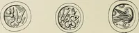 An illustration from Cretan pictographs and prae-Phoenician script : with an account of a sepulchral deposit at Hagios Onuphrios near Phaestos in its relation to primitive Cretan and Aegean culture (1895)