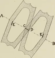 An illustration from Cretan pictographs and prae-Phoenician script : with an account of a sepulchral deposit at Hagios Onuphrios near Phaestos in its relation to primitive Cretan and Aegean culture (1895)