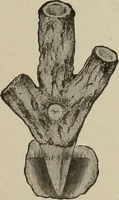 An illustration from Crockery & glass journal (1875)