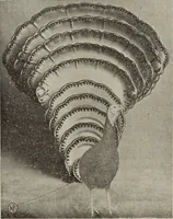 An illustration from Crockery & glass journal (1875)