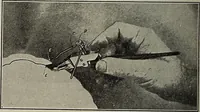 An illustration from Crockery & glass journal (1875)