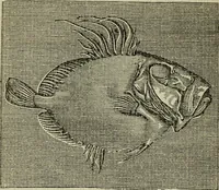 An illustration from The crown of wild olive ; also, Munera pulveris ; Pre-Raphaelitism ; Aratra Pentelici ; The ethics of the dust ; Fiction, fair and foul ; The elements of drawing (1800)